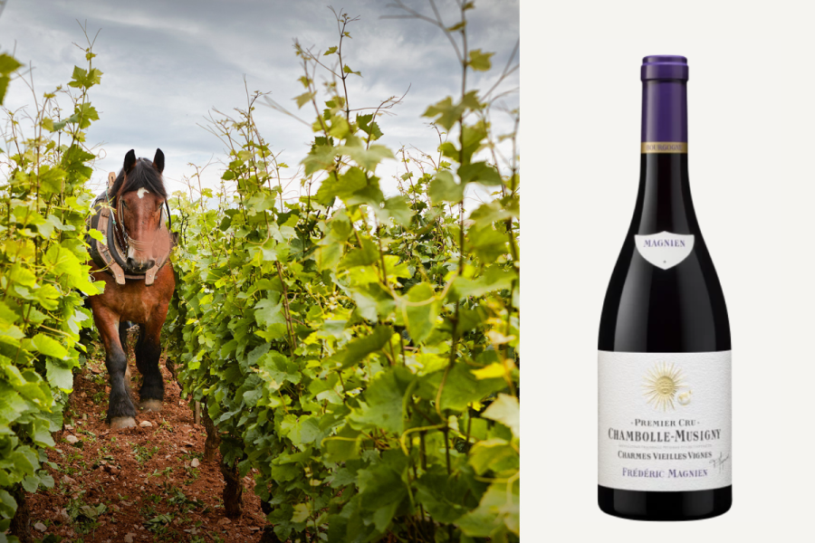 Domaine Magnien
